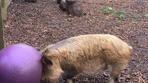 A pig and His Bowl