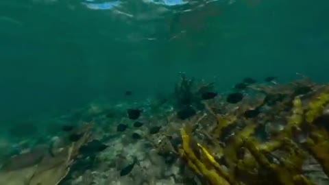 360° Underwater National Park | National Geographic