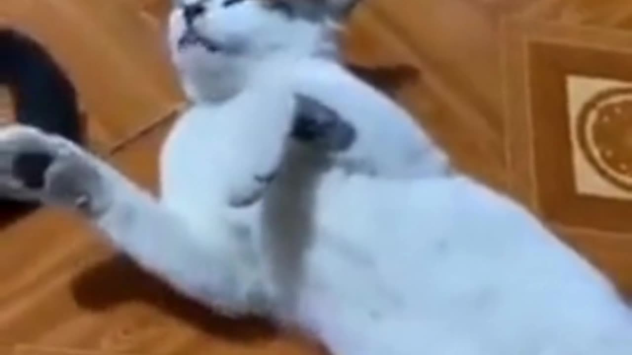 cat and dogs funny video #funnyvideo funnyanimalvideos #catsanddogs #catsfunny #dogs