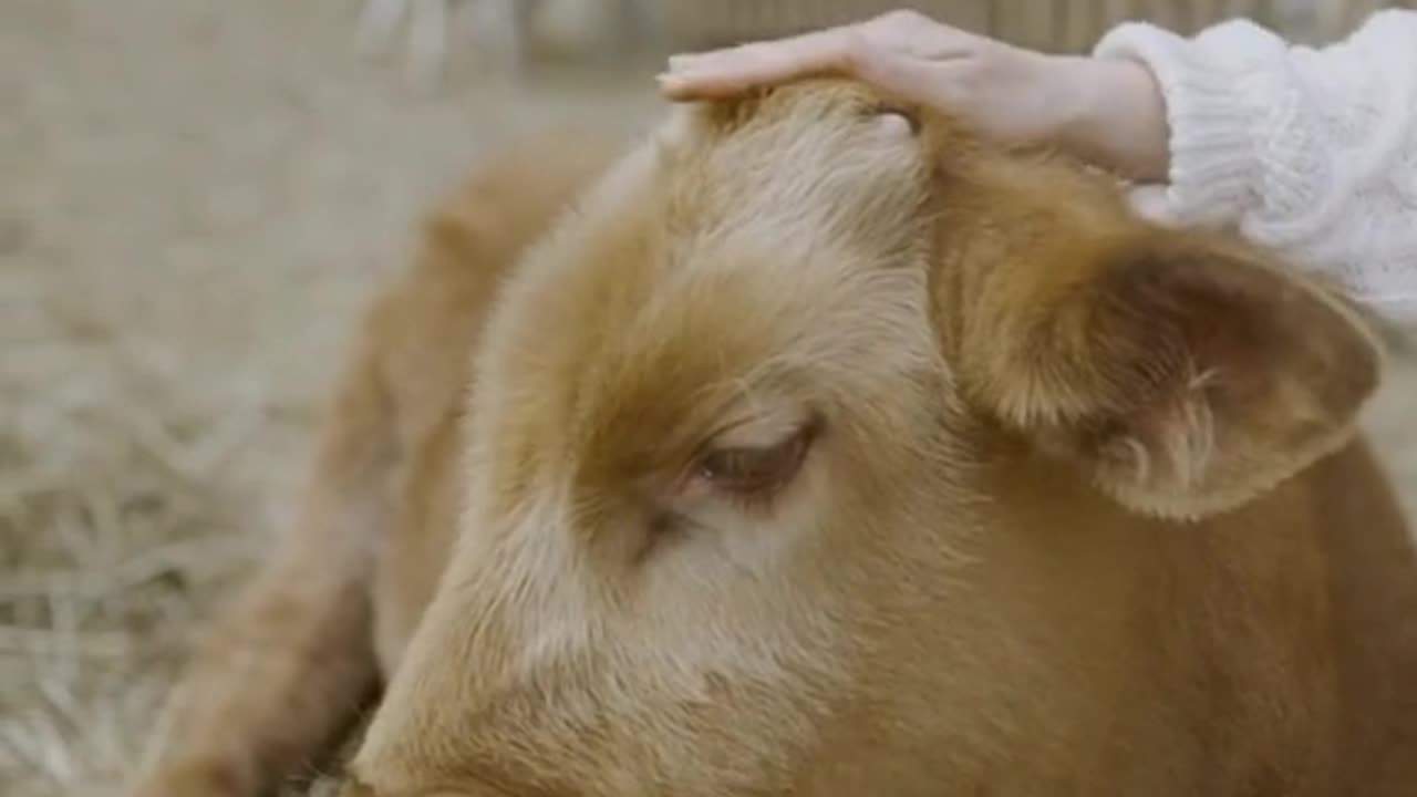 Cute Little Cow