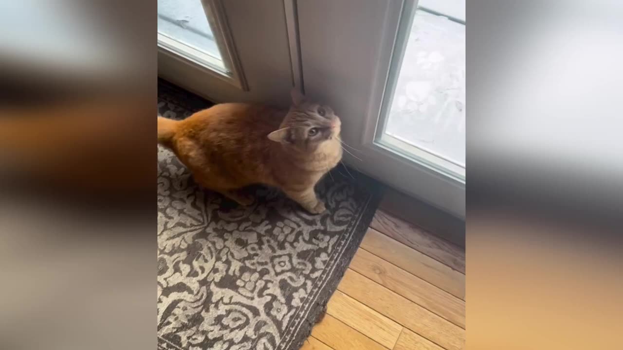 Funny animals Funny cats dogs Funny animal