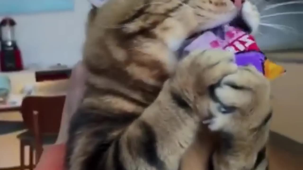 Cute animals