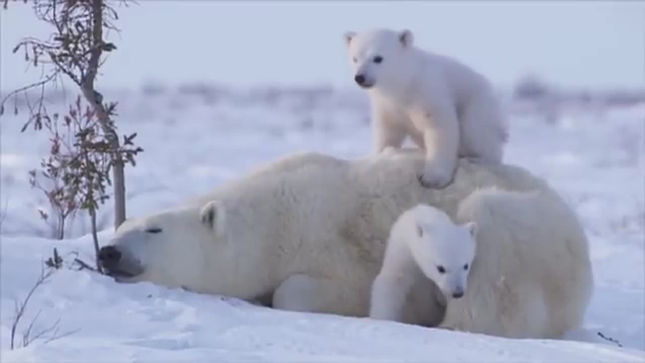 POLAR BEAR LOVE: Cute polar bear cubs lovin' up their mamma