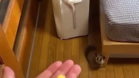 🙏❤🎉🎉🎉🎊🎊🎊️SWEET AND FUNNY ANIMALS SHOTS 🙏❤️❤️🎉🎉🎉🎊🎊🎊