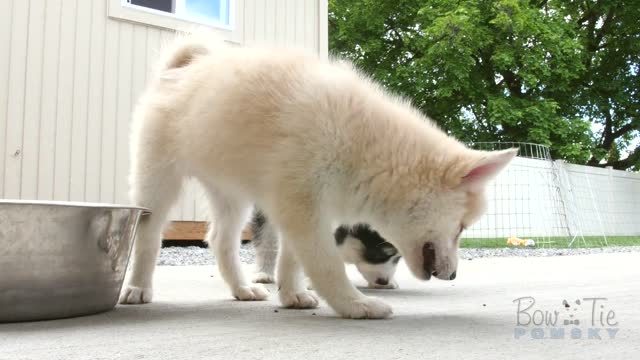 Best Bowtie Pomsky Love - My first Pomsky Puppies and addiction to this beautiful crossbreed