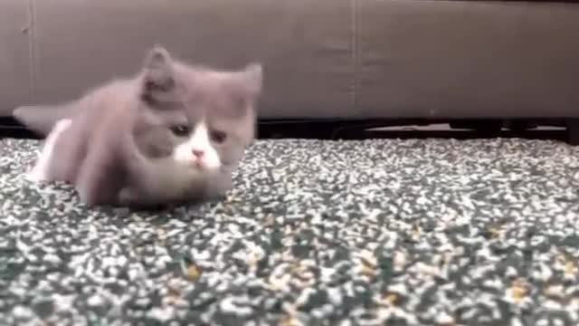 Top funny cute cats viral clips||best