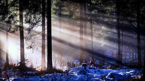 Morning sun in the Forest