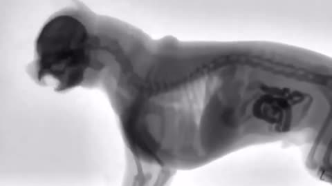 Dog eating as seen through an X-Ray