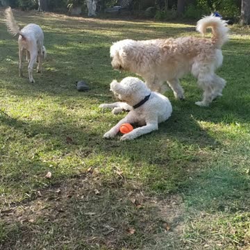 Xander, Miller & Yzer 12.3.22