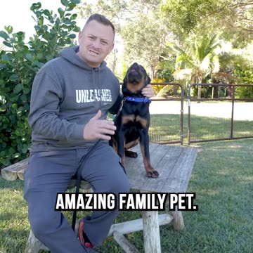 Top 3 Reasons to Get a Rottweiler