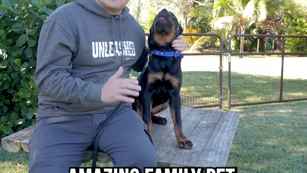 Top 3 Reasons to Get a Rottweiler