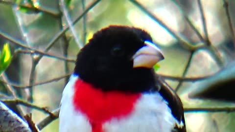 Rose-breasted Grosbeak