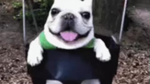 Cute Dog Gif