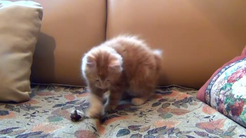 Kitten playing with mouse