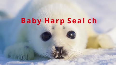 A baby Harp Seal is approaching! "Are you my mother?"