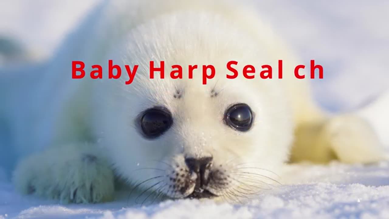 A baby Harp Seal is approaching! "Are you my mother?"