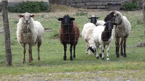 Valuable sheep