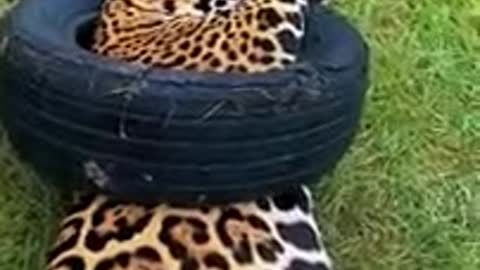 Two lions playing around with a tire 🦁🦁🦁