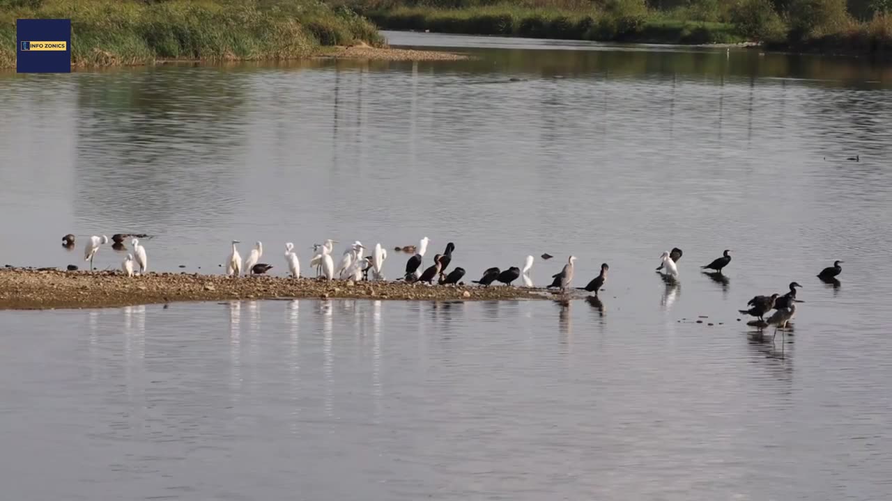 Birds, Wild Life