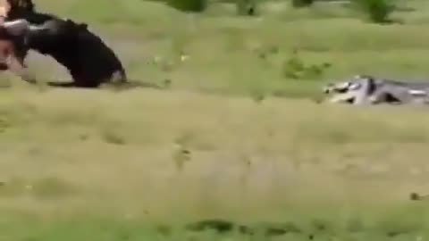 Croc Tries To Steal Part Of Tiger's Meal