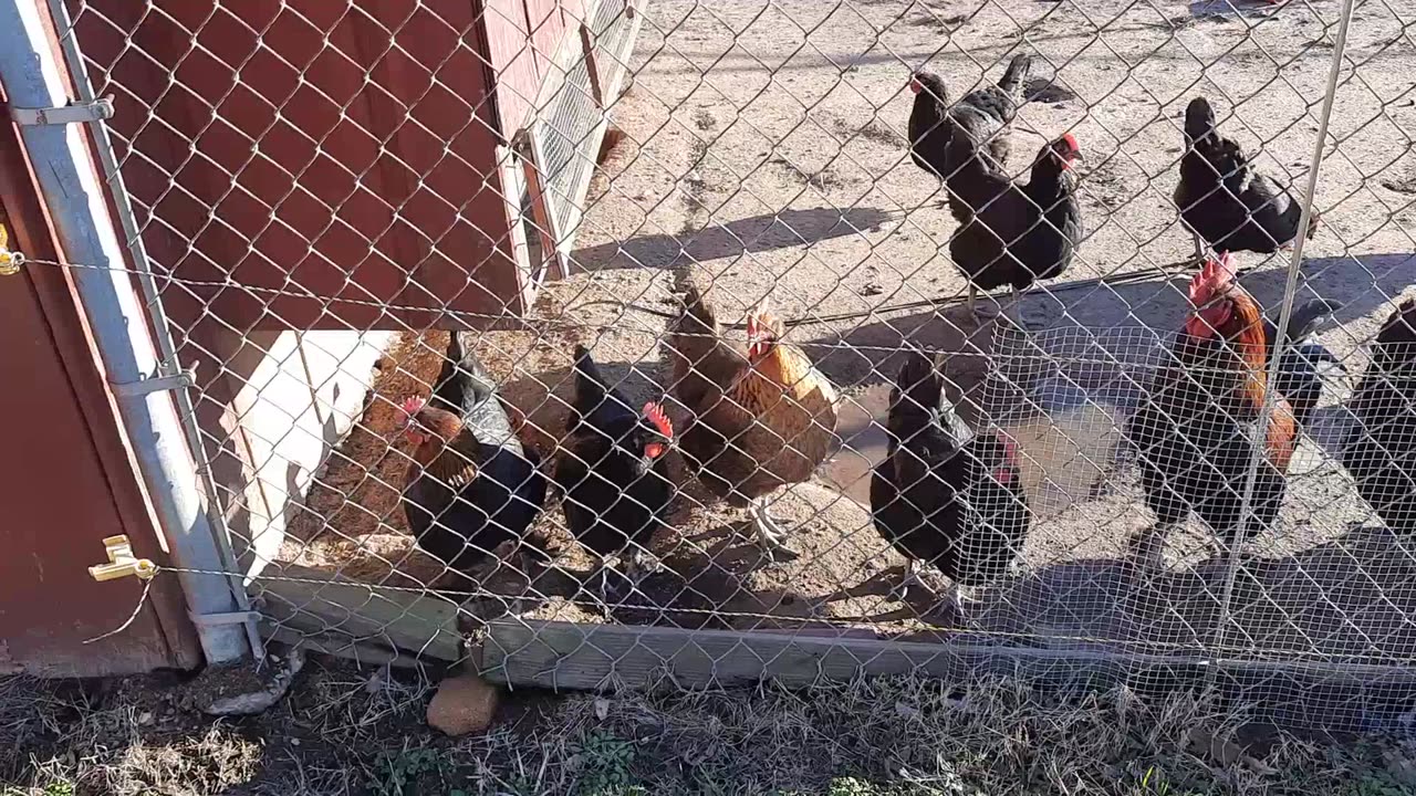 Vlog #6: Hanging out with the chickens on Super Bowl Sunday