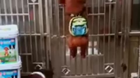 funny dog