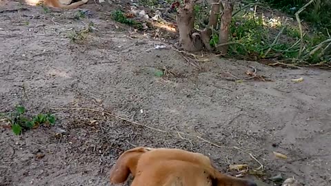 Dog Lover's