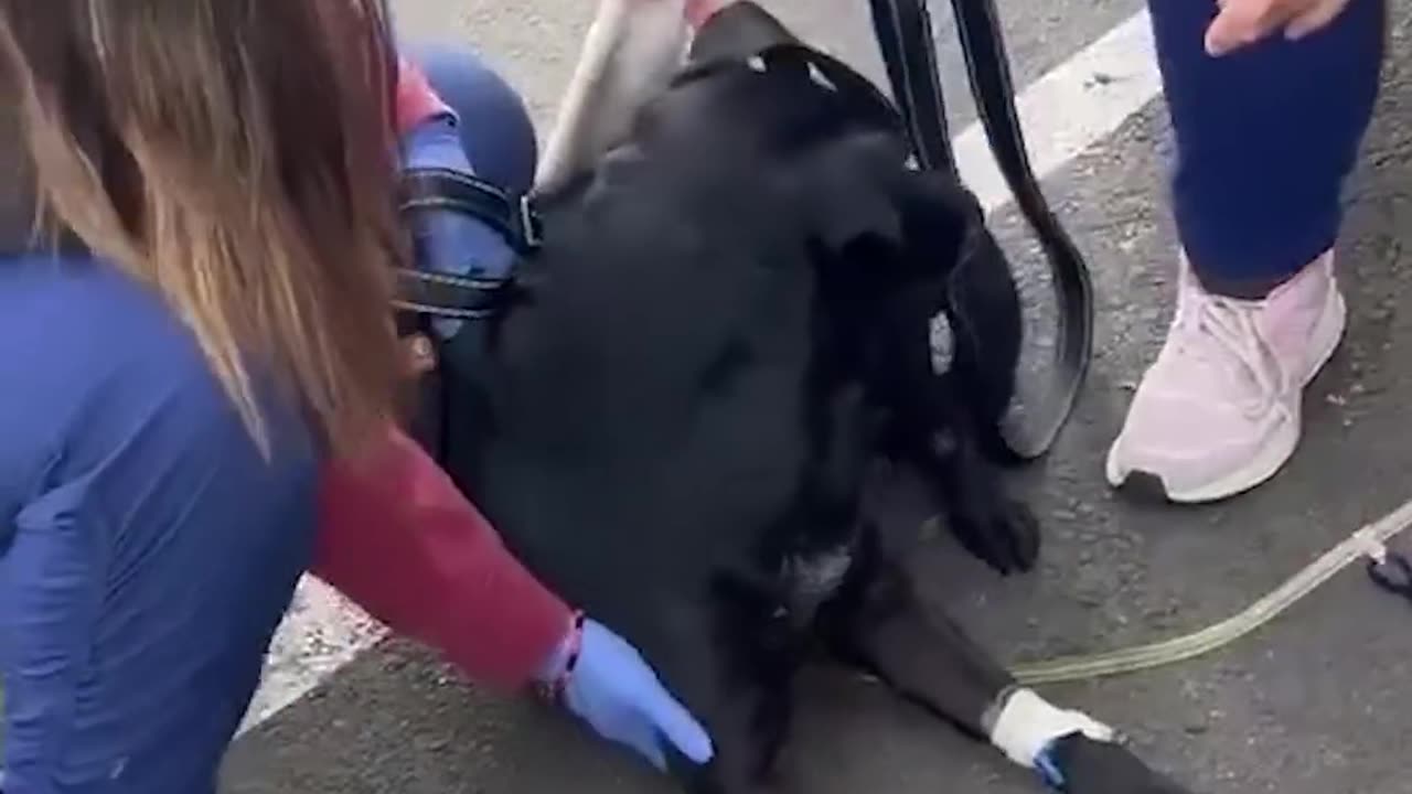 He risked his life to save this dog!