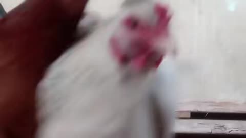 Dance chicken