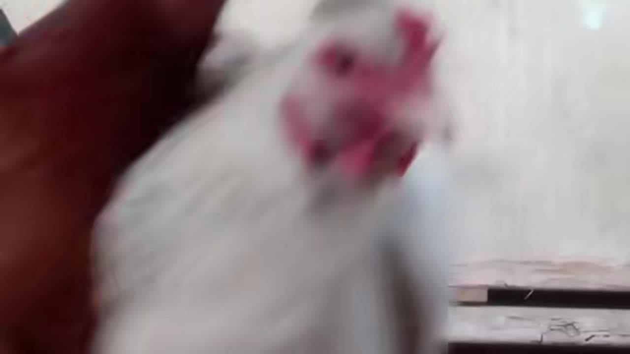 Dance chicken