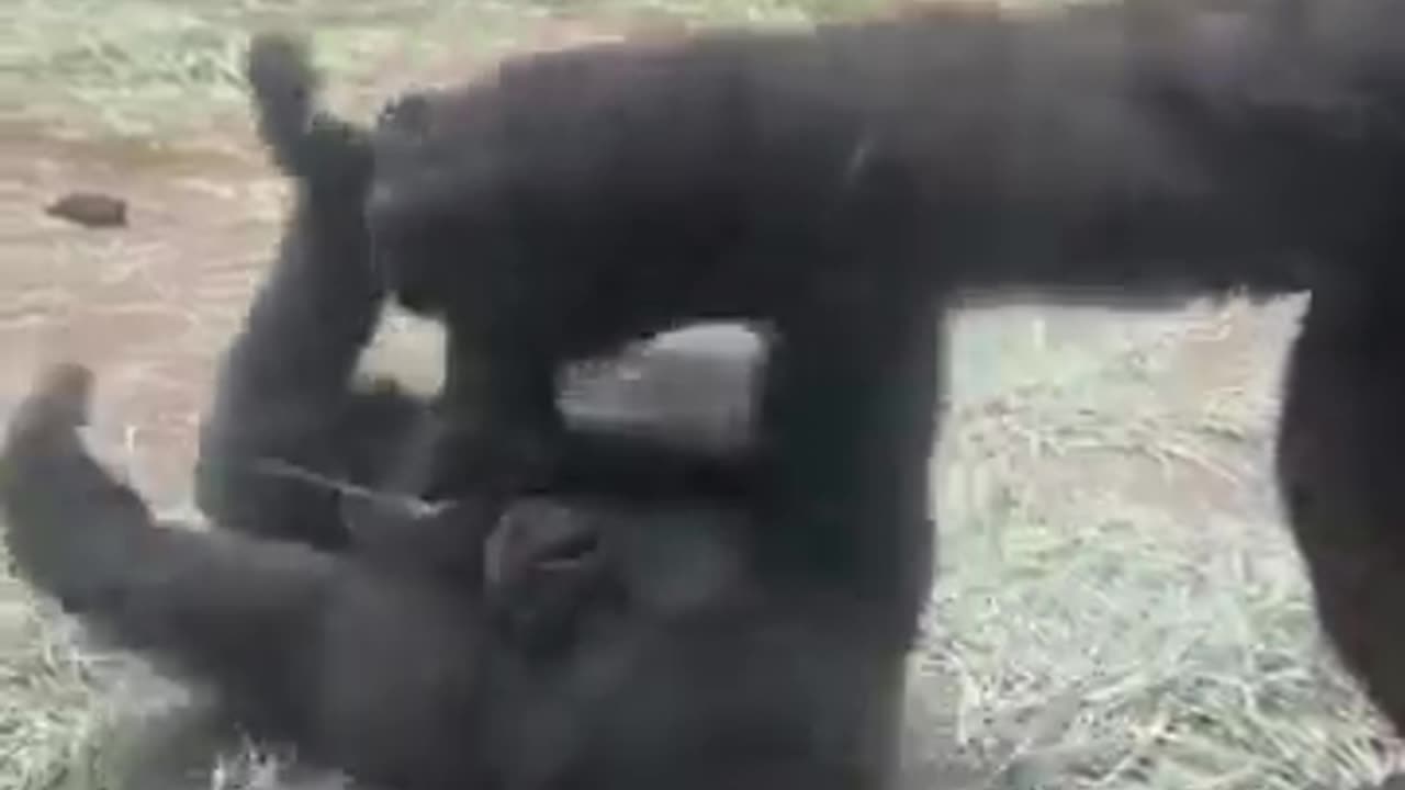 Baby Gorilla Delights in Tickles from Its Mother