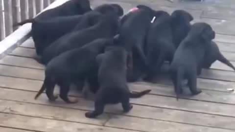 Attack of the Puppy Dogs