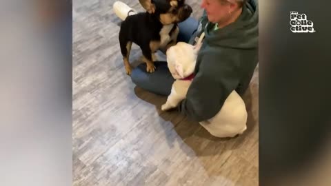 Dog Makes Muddy Mess