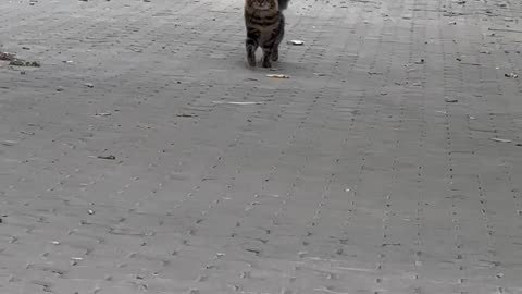 Cat Struts for the Camera