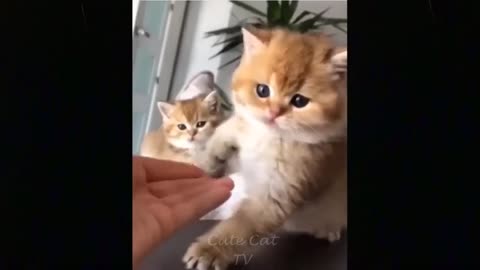 Funny Cats Moments - Try Not To Laugh | Kiss Cats TV - #32