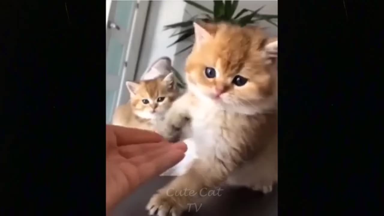 Funny Cats Moments - Try Not To Laugh | Kiss Cats TV - #32