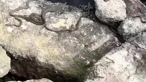 Snakes