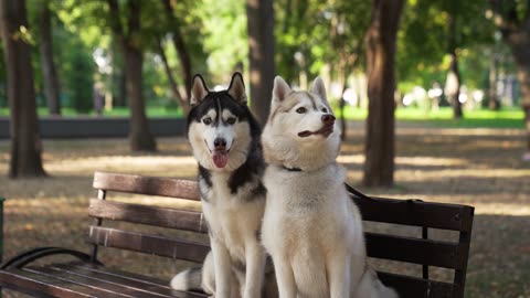 Animal_Pet_Outdoors