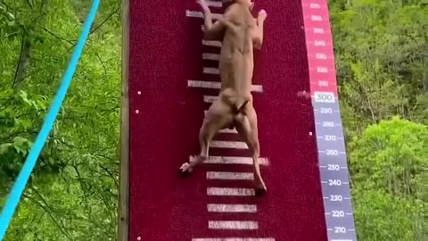 Vidéos funny animal's