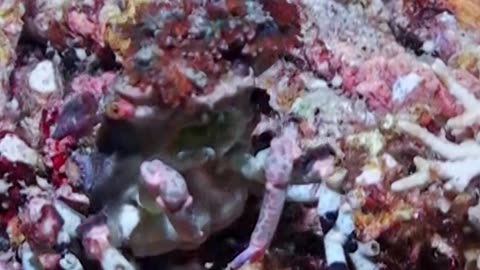 Crab Camouflages With Carried Sea Anemones