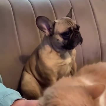 What a suffering face, don't hurt the dog🐕😢