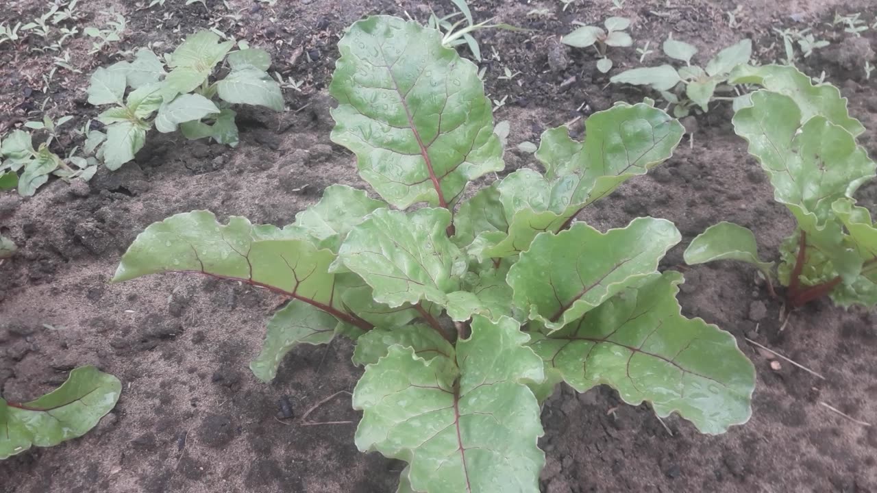 Beetroot leaves