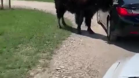 Child Meets Bison