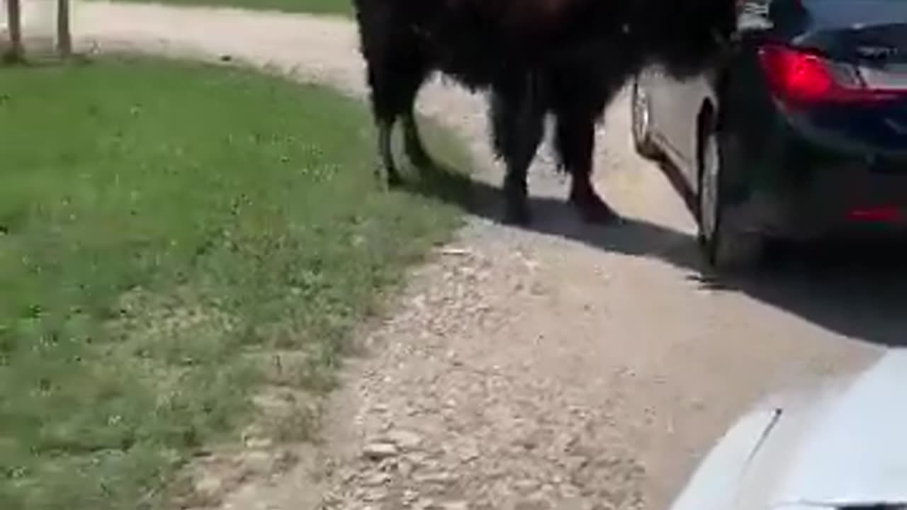 Child Meets Bison
