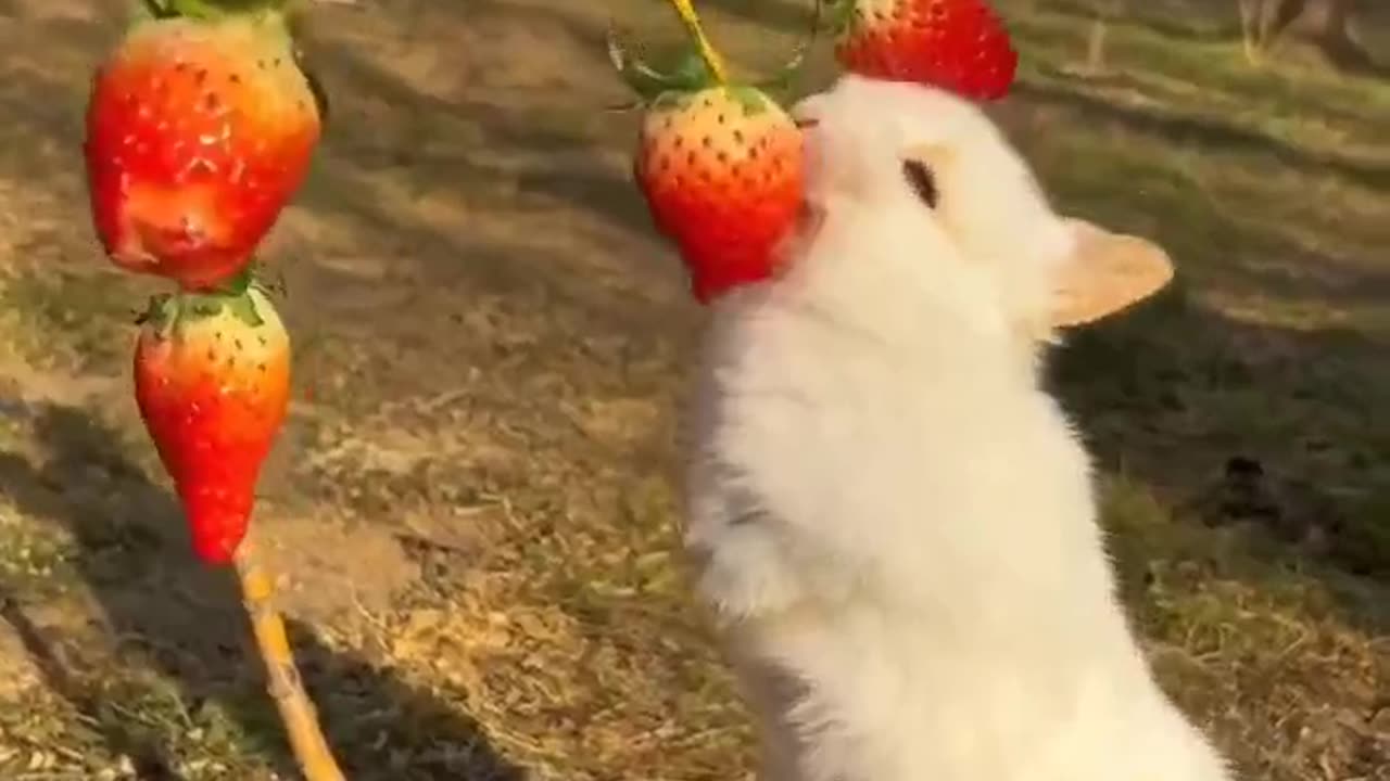 Rabbit Eating #shorts #shortvideo #video #virals #videoviral