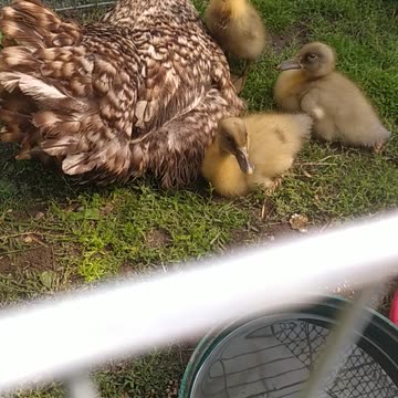 Marcela and her 3 ducklings 🦆🐣🐣🐤