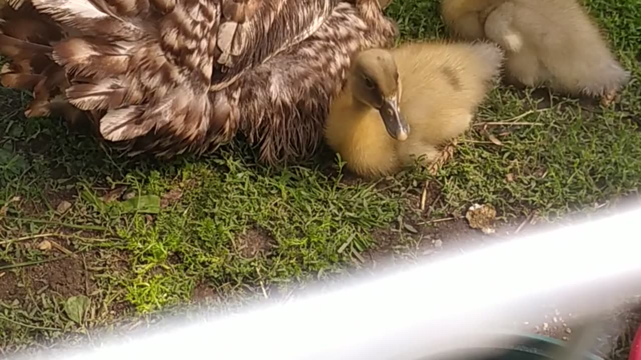 Marcela and her 3 ducklings 🦆🐣🐣🐤