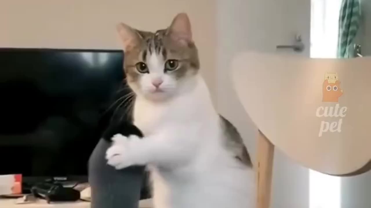 Cute cat #funny cat 😺 |viral cat video| funny cat video compilation 🤣🤣