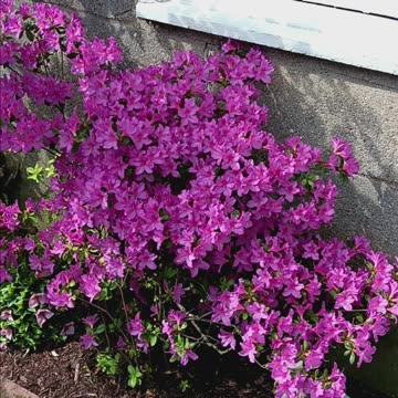 Azaleas backyard