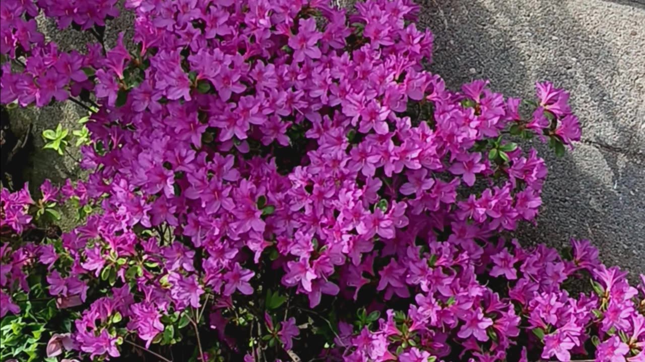 Azaleas backyard